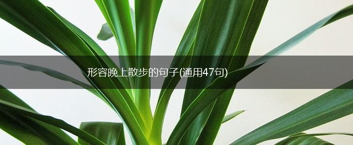 形容晚上散步的句子(通用47句),第1张