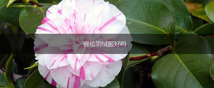 锦纶羽绒服好吗,第1张