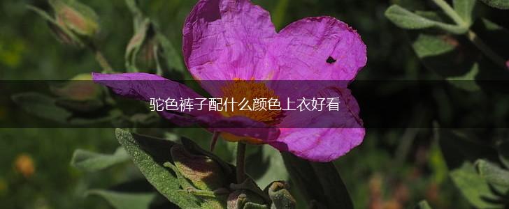 驼色裤子配什么颜色上衣好看,第1张