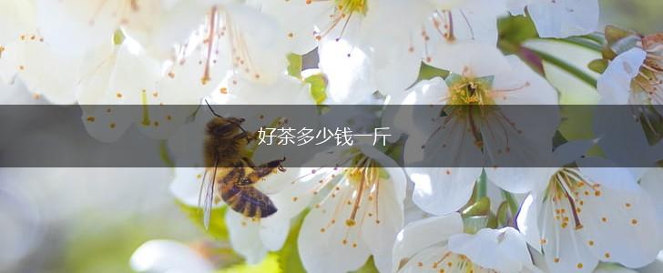 好茶多少钱一斤,第1张