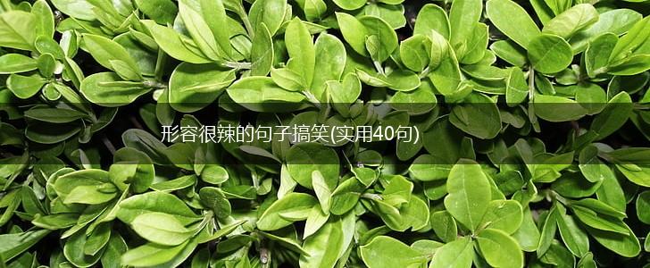 形容很辣的句子搞笑(实用40句),第1张
