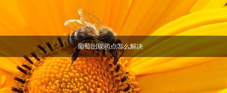 葡萄出现药点怎么解决,第1张