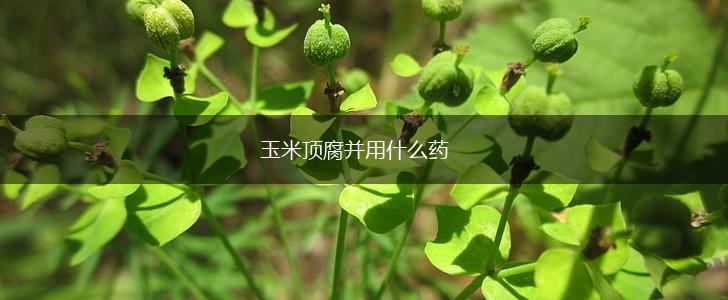 玉米顶腐并用什么药,第1张