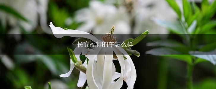 长安福特的车怎么样,第1张