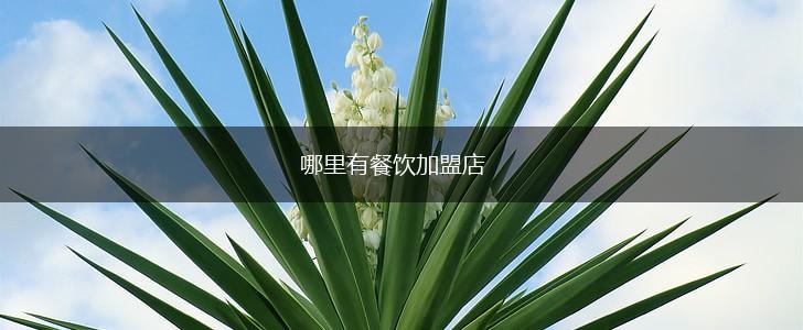 哪里有餐饮加盟店,第1张