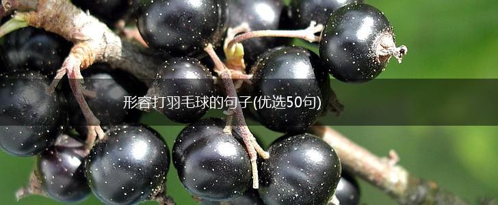 形容打羽毛球的句子(优选50句),第1张