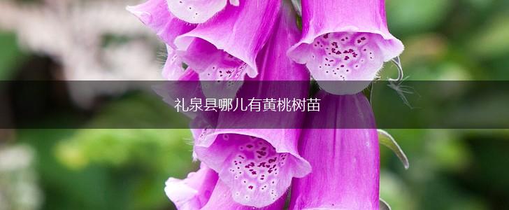 礼泉县哪儿有黄桃树苗,第1张