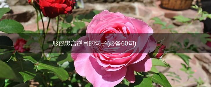 形容忠言逆耳的句子(必备60句),第1张