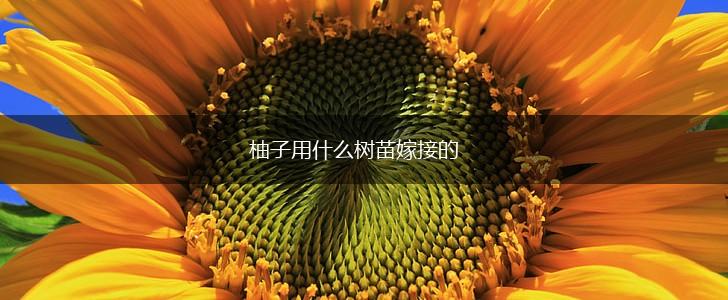 柚子用什么树苗嫁接的,第1张