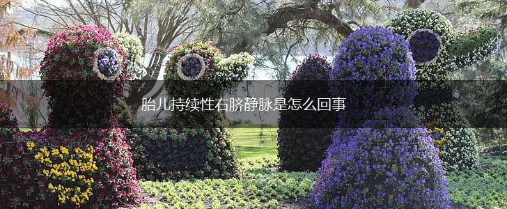 胎儿持续性右脐静脉是怎么回事,第1张