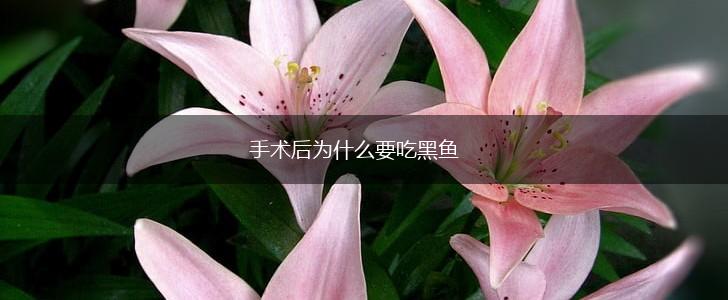 手术后为什么要吃黑鱼,第1张
