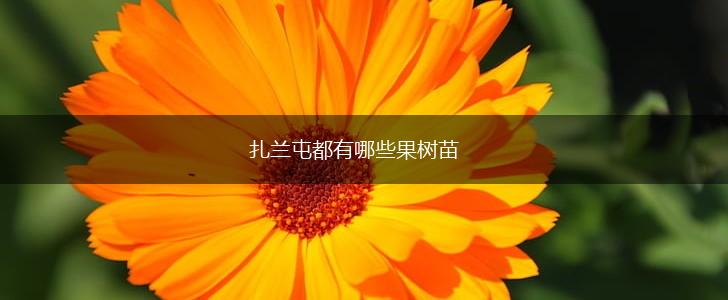 扎兰屯都有哪些果树苗,第1张