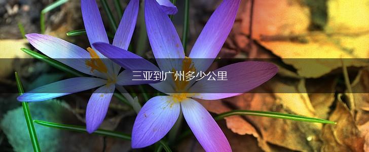 三亚到广州多少公里,第1张