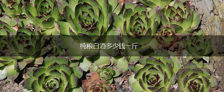 纯粮白酒多少钱一斤,第1张