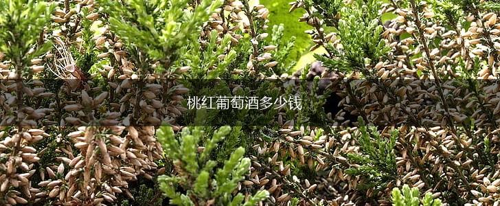 桃红葡萄酒多少钱,第1张