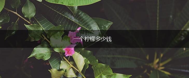 一个柠檬多少钱,第1张