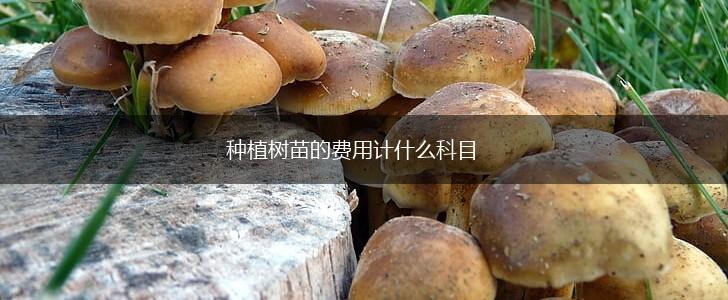 种植树苗的费用计什么科目,第1张
