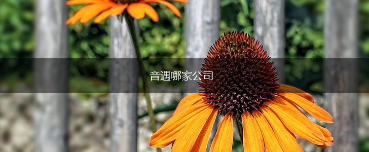 音遇哪家公司,第1张