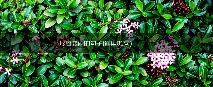 形容暴雨的句子(通用81句),第1张