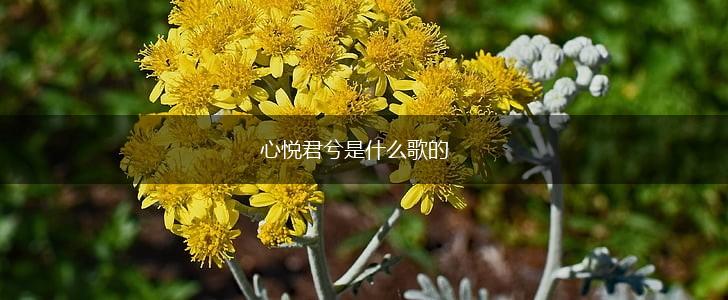 心悦君兮是什么歌的,第1张