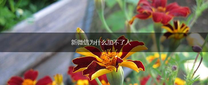 新微信为什么加不了人,第1张