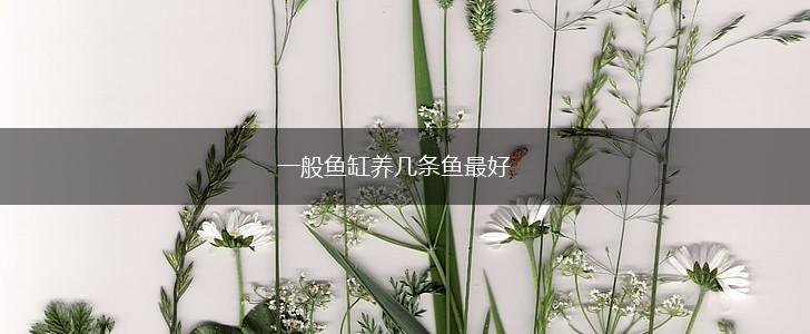 一般鱼缸养几条鱼最好,第1张
