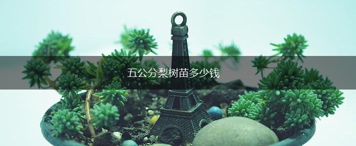 五公分梨树苗多少钱,第1张