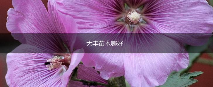 大丰苗木哪好,第1张