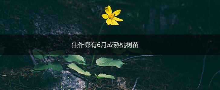 焦作哪有6月成熟桃树苗,第1张