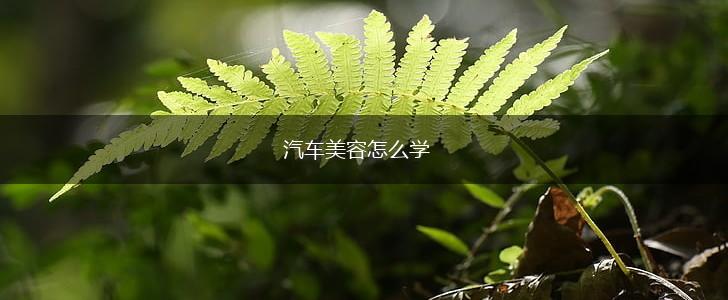 汽车美容怎么学,第1张