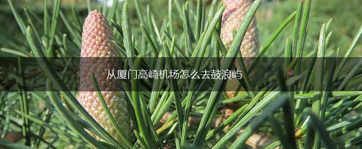 从厦门高崎机场怎么去鼓浪屿,第1张
