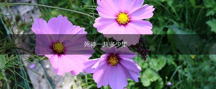 死神一共多少集,第1张