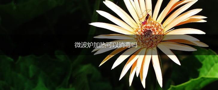微波炉加热可以消毒吗,第1张