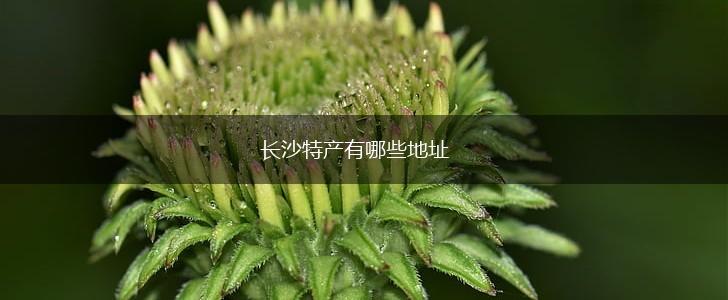长沙特产有哪些地址,第1张