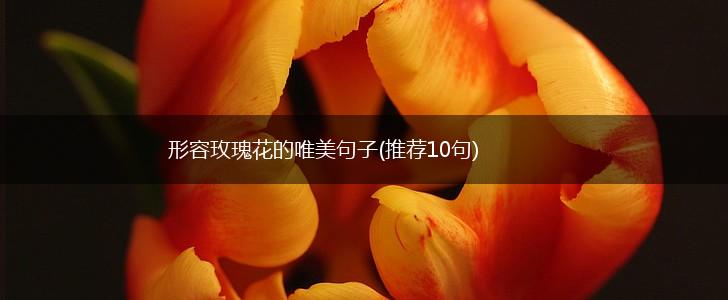 形容玫瑰花的唯美句子(推荐10句),第1张