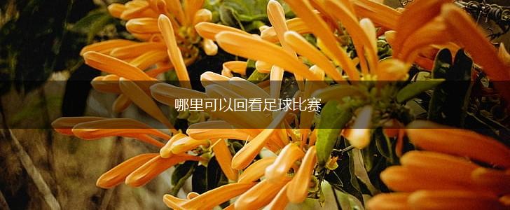 哪里可以回看足球比赛,第1张