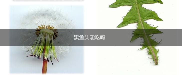 黑鱼头能吃吗,第1张