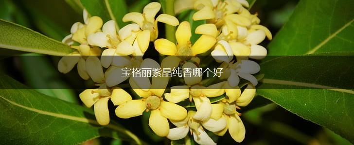宝格丽紫晶纯香哪个好,第1张