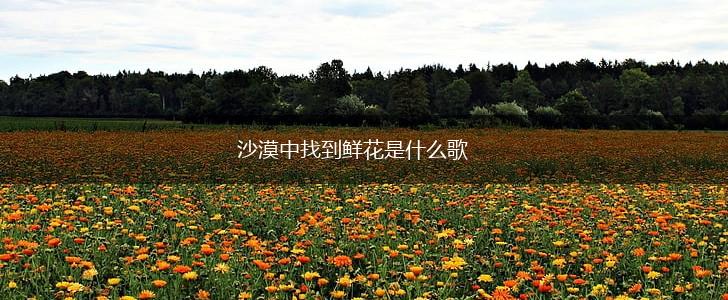 沙漠中找到鲜花是什么歌,第1张