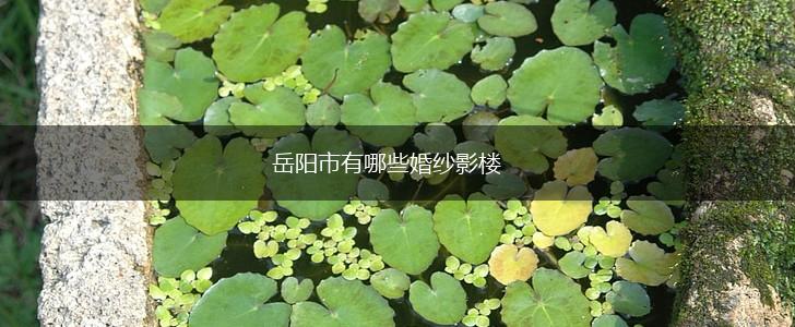 岳阳市有哪些婚纱影楼,第1张