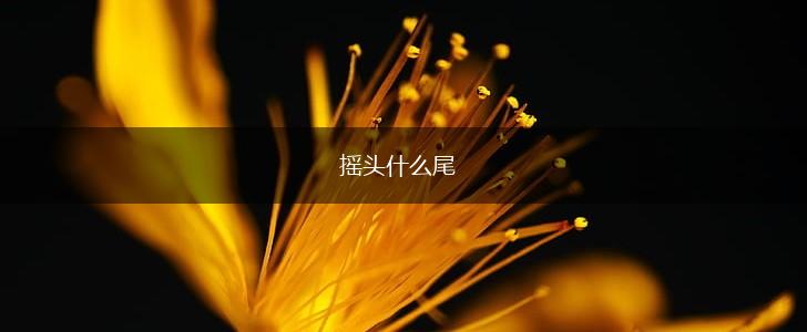 摇头什么尾,第1张