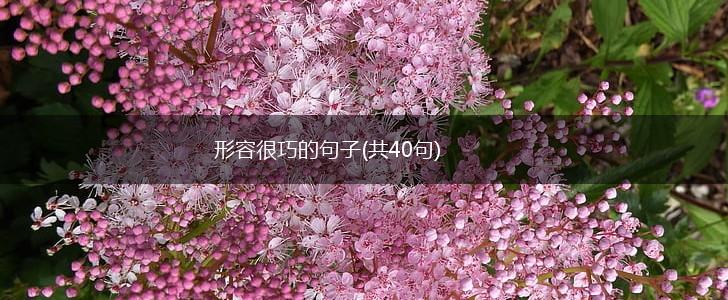 形容很巧的句子(共40句),第1张