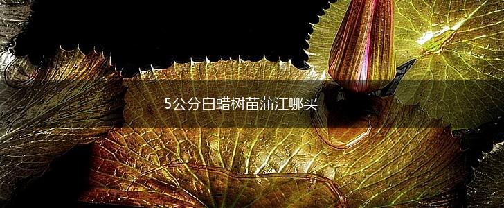 5公分白蜡树苗蒲江哪买,第1张