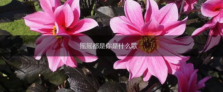 摇摇都是你是什么歌,第1张