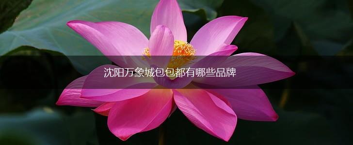 沈阳万象城包包都有哪些品牌,第1张
