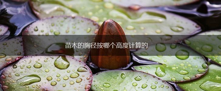 苗木的胸径按哪个高度计算的,第1张