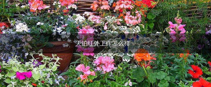 天铂红外工作怎么样,第1张