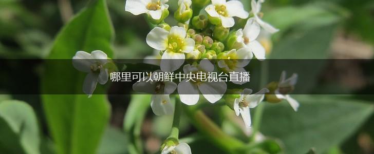哪里可以朝鲜中央电视台直播,第1张