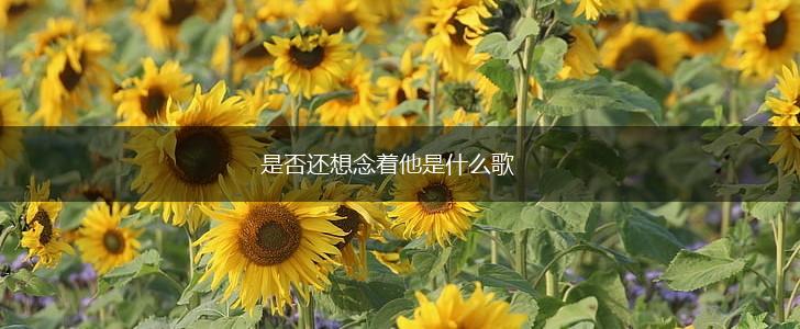是否还想念着他是什么歌,第1张