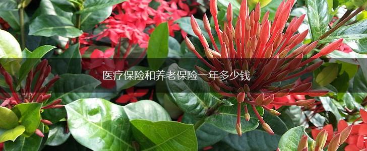 医疗保险和养老保险一年多少钱,第1张
